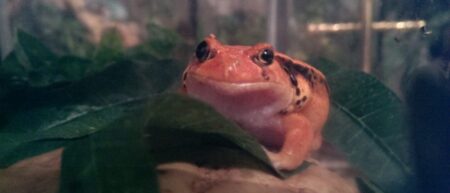 Scottish Couriers deliver Tomato Frogs safe and sound