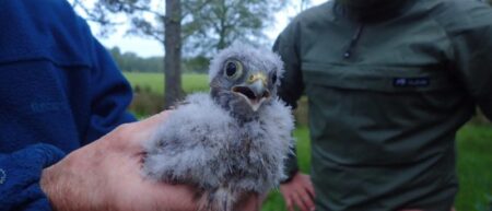 Scottish Couriers help save birds of prey